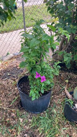 Plantas