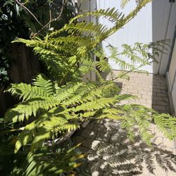 Large Tree Fern