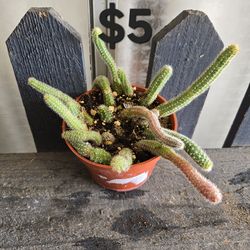 Peanut cactus