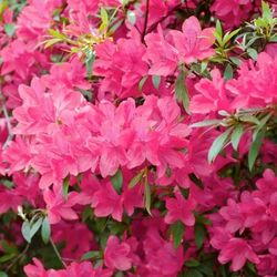Azalea Plants 