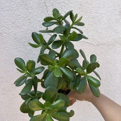 Jade Succulent 