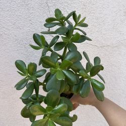 Jade Succulent