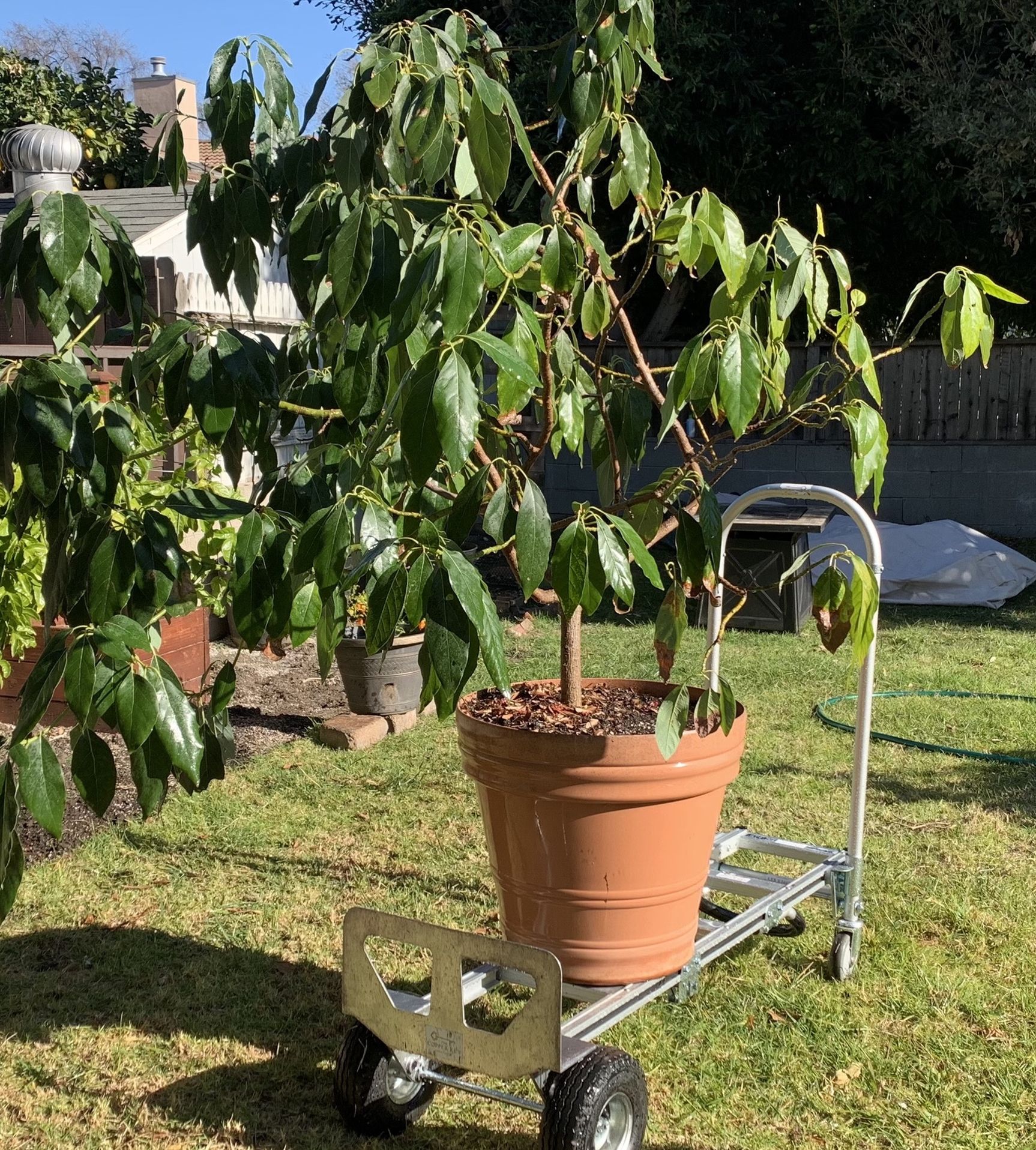 Fruiting Avocado Tree - Ideal addition to any patio or garden