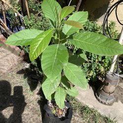 Avocado Plant