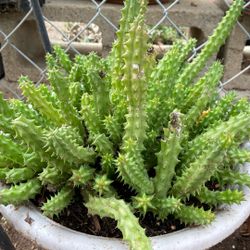 Huernia MacrocarpaSuper Thick Succulents 