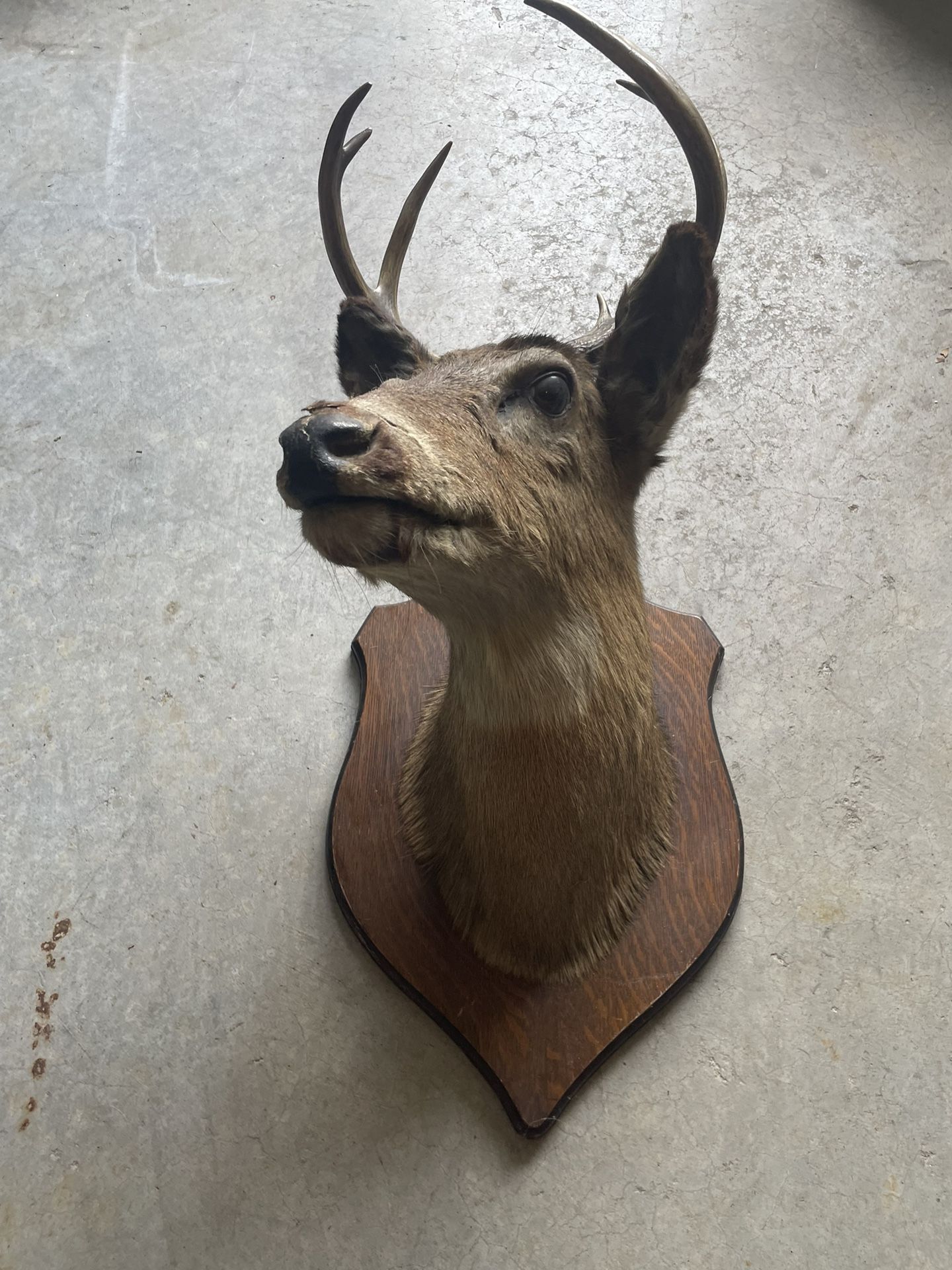 Free Deer Taxidermy Head