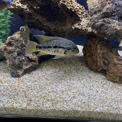 Fish Tank Decore