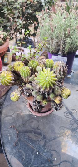 Mixed Cactus Arrangement in Terra Cotta Pot 🌵