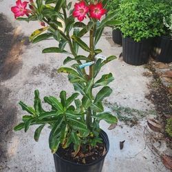 Flor Del Desierto 3gallones 3ft 