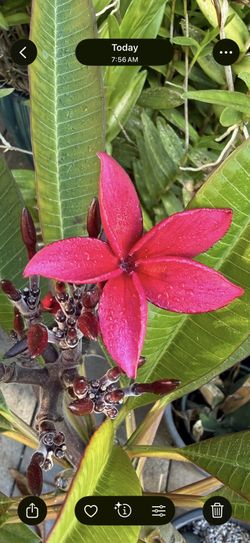 Plumeria Red Magenta