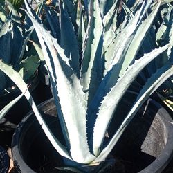 Blue Agave