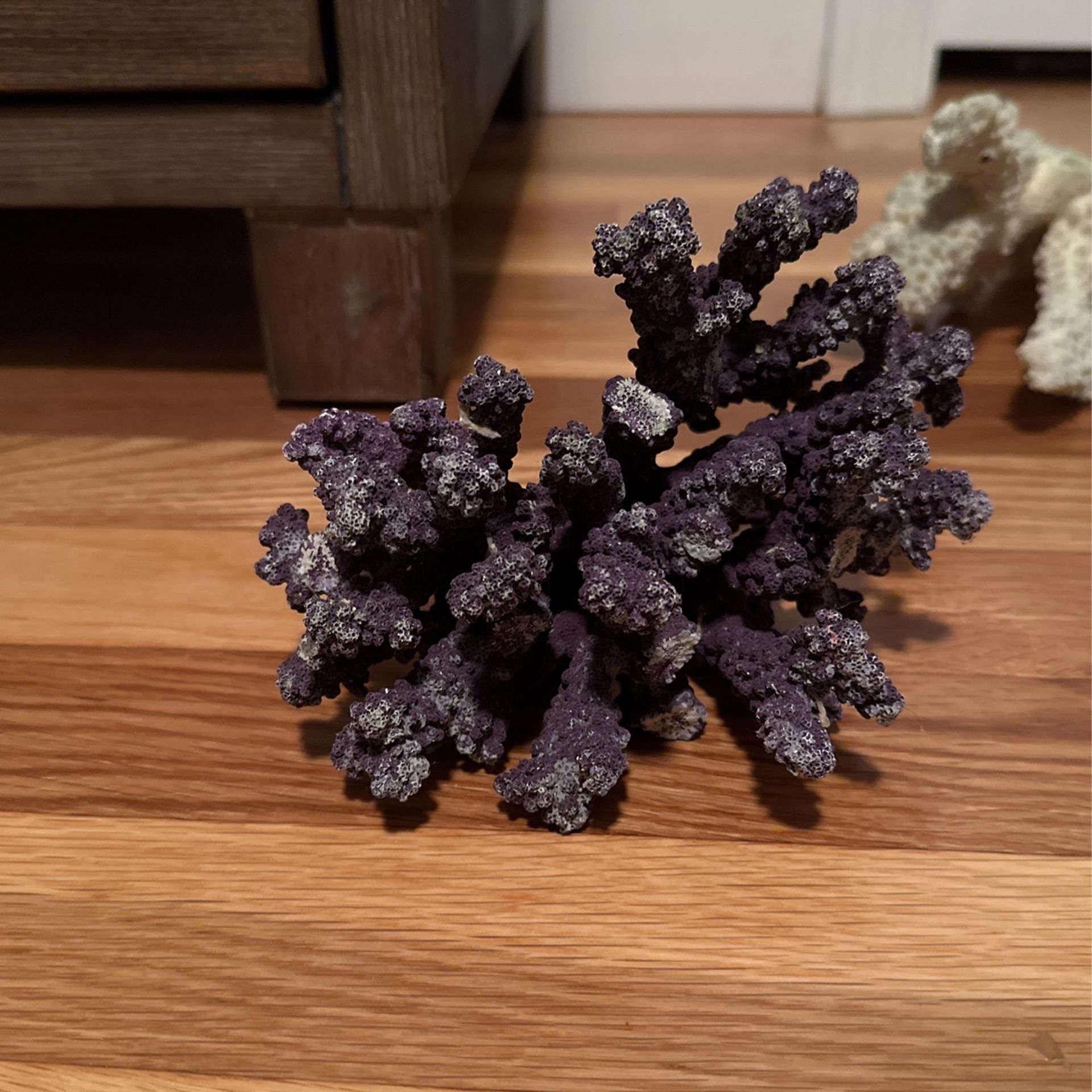 Coral For Fish Tank