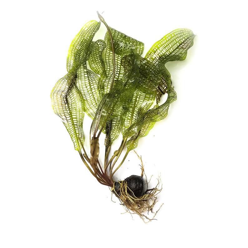 Aponogeton Madagascariensis Madagascar Lace Live Aquarium Plant