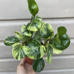 4” Peperomia Marble 