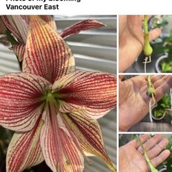 Amarallis Exotic Stare