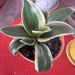 Bird’s Nest Dwarf Snake Plant Indoor