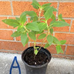 Pineapple sage herb Plant A