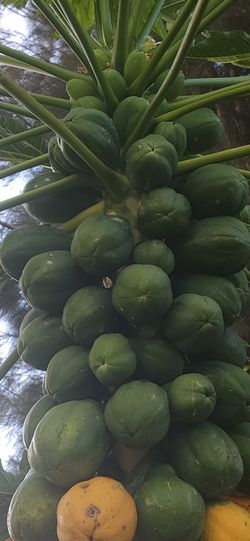 GREEN & RIPE PAPAYAS