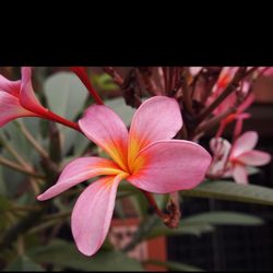 Hawaiian Plumeria Pink Orange Yellow 