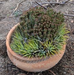 Succulent Arrangement in Terracotta Pot