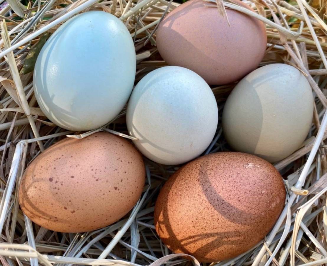 Farm Fresh Eggs
