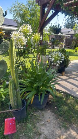 Tengo esta planta por $40