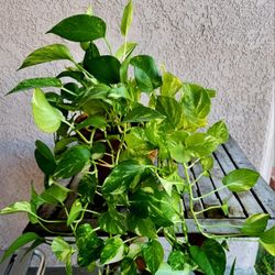 Planta $ 10.00