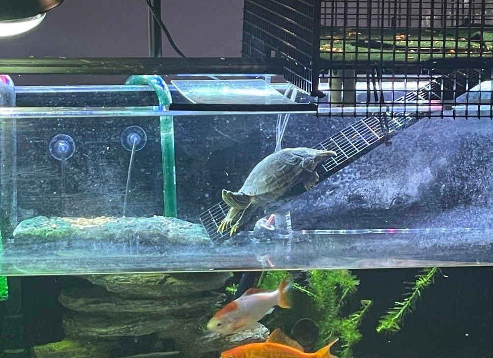 50 gallon acrylic aquarium, stand & accessories for sale or trade