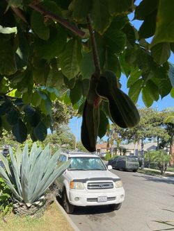 Vanilla Bean Tree