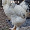 Brahma