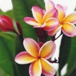 #14B  ROOTED Rainbow color Plumeria 5gal 4'feet