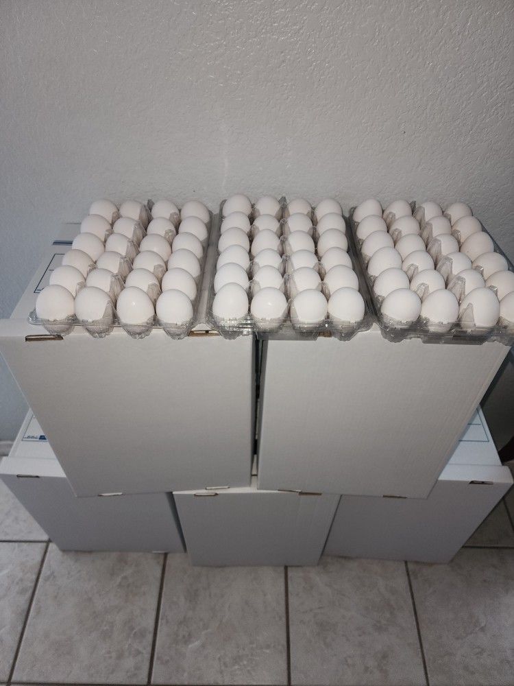 Fresh Eggs🥚boxes 280/180/150