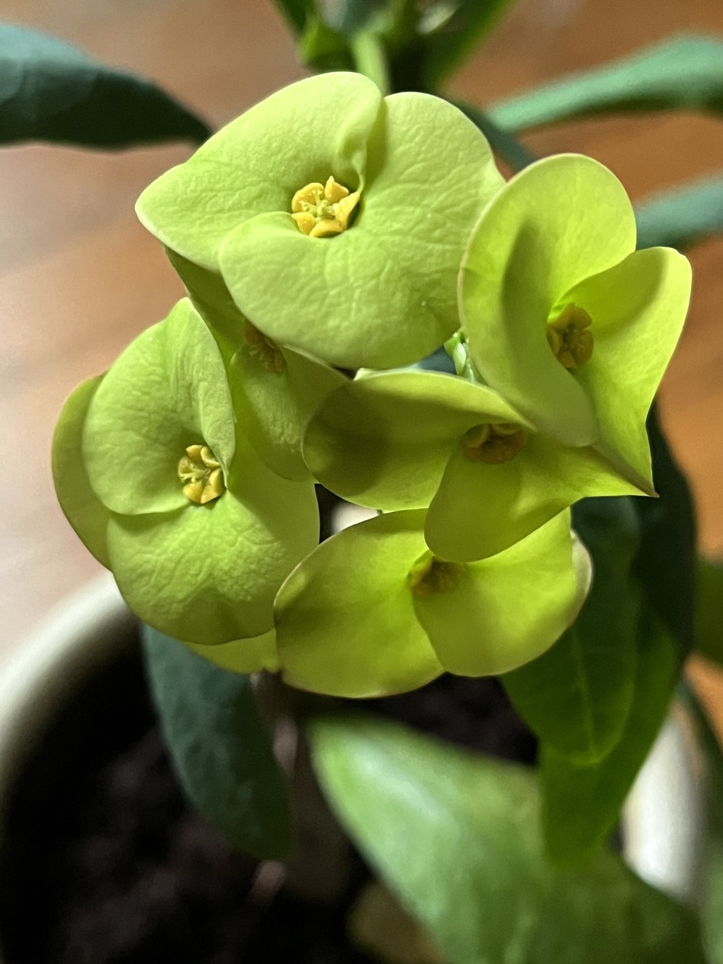 Crown Of thorns Plants (5)