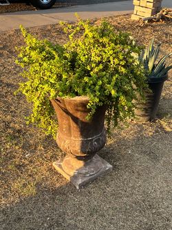 Elephant Food & Agave Plants