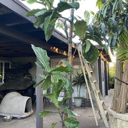 Fig Tree $132