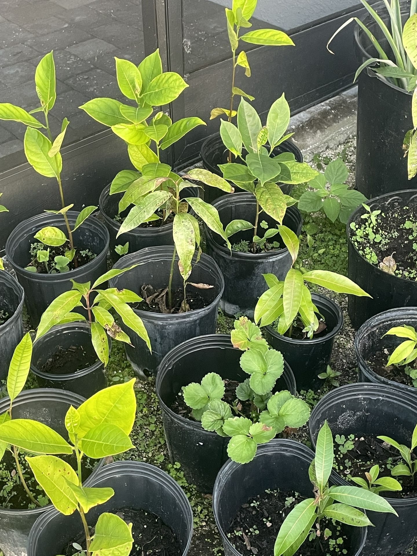 Fruit Plants Avocado Mango Jackfruit Papaya