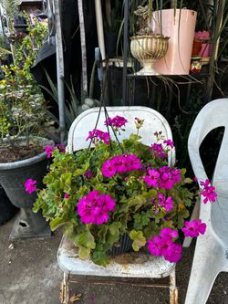 Bonita canasta de geranios