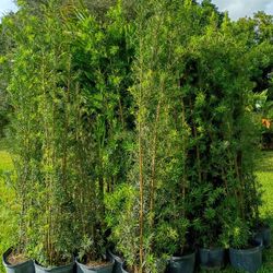 Podocarpus About 7 Feet Tall Instant Primary Hedge For Fence Green Full Fast Sale  Minimum Qty  25 Or Mor