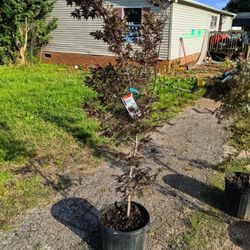 3 Japanese Maple "Bloodgood" 