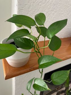 Pothos Plant
