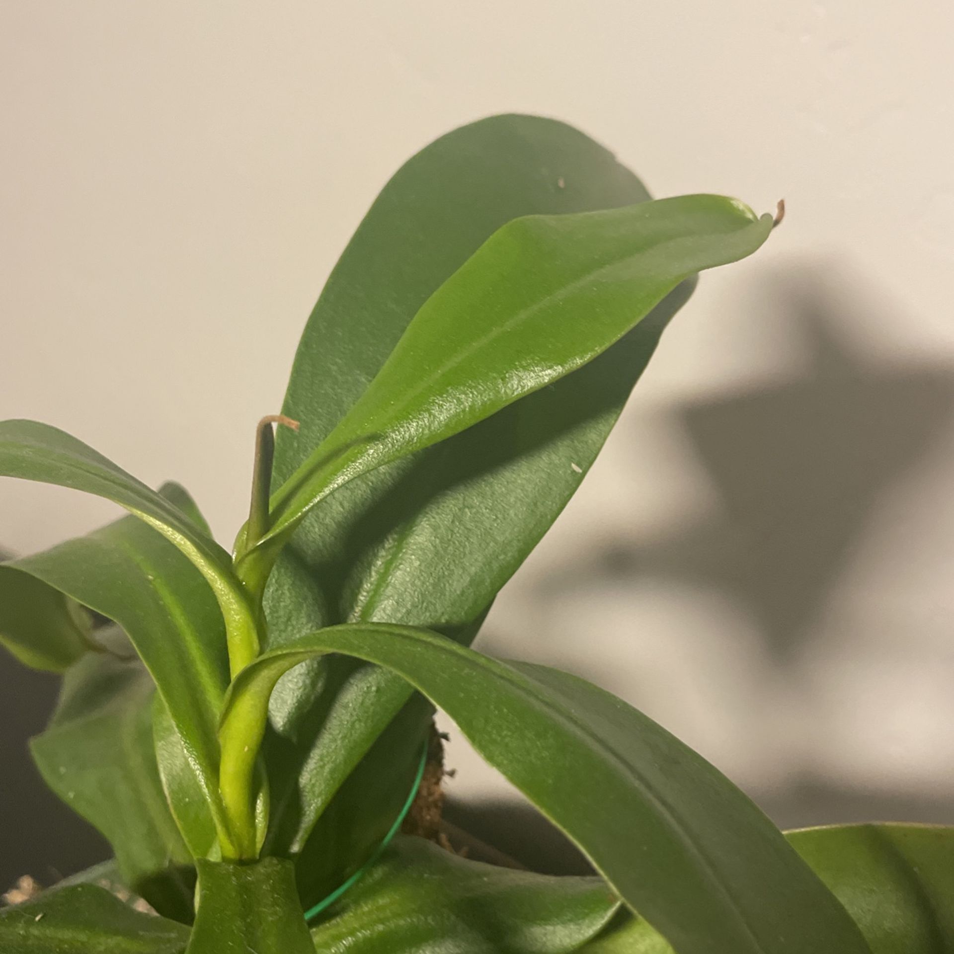 Nepenthes Diana