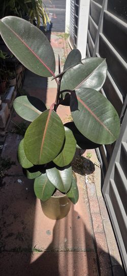 Natural Tree.