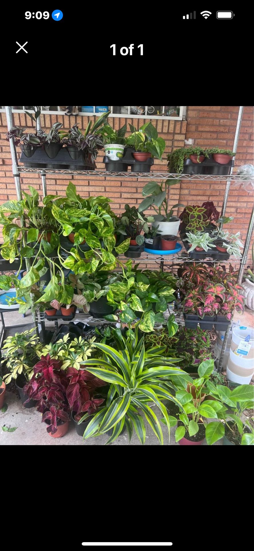 Plant Sale Today 