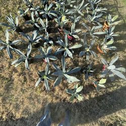 Maguey Plants $20 each