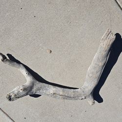 Authentic Driftwood from California