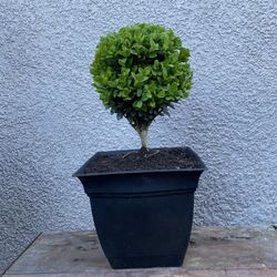 Buxus Topiary Plant $25 Each 