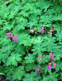 Geranium macrorrhizum (Bigroot Geranium)🌸Read Full Details Below🌸