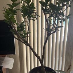 Large Lemon Tree- Living In Soil 