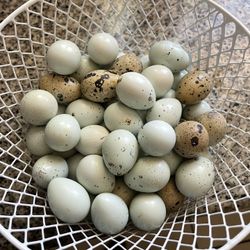 Celadon Quail Eggs  