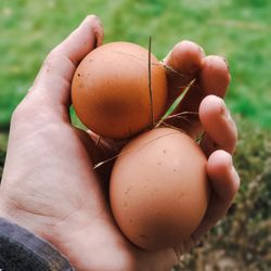 Chicken Eggs